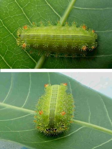 Parasa lepida